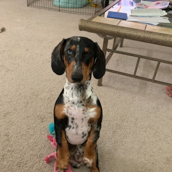 Meet your Posher, Beth - Picture 2 of 6